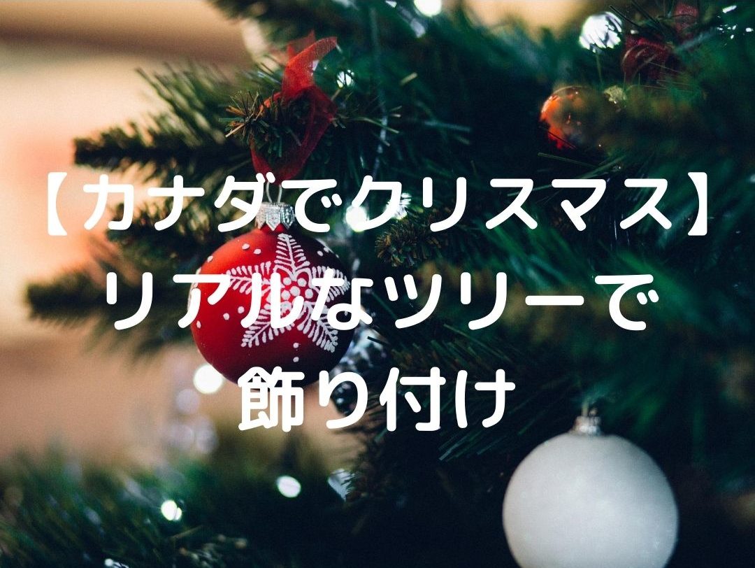 【カナダでクリスマス】本物のモミの木で飾り付けされる